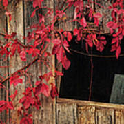 Red Leaves On Barn Window Art Print