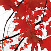 Red Maple Leaves Art Print