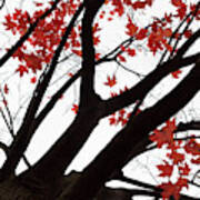 Red Maple Tree Art Print
