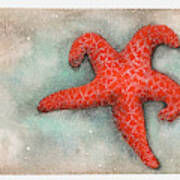 Red Sea Star Art Print