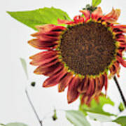Red Sunflower 01041 Art Print