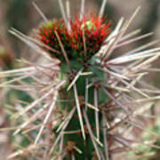 Red Teddy Bear Cholla Art Print