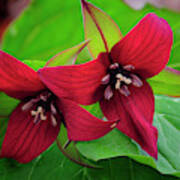 Red Trillium Michigan Native Woodland Wildflowers Art Print