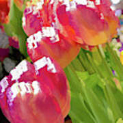 Red Tulip Flower Pastel Art Print