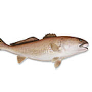 Redfish With Clipping Path Art Print