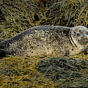 Relaxing Common Seal At The Coast Near Dunvegan Castle On The Isle Of Skye In Scotland Art Print