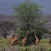 Reticulated Giraffes Eat From Tree Art Print