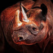 Rhino Posing Art Print