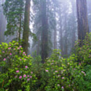 Rhododendron And Coast Redwoods In Fog, Redwood National Park, California Art Print