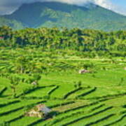 Rice Terrace Field Landscape, Bali Art Print