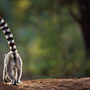 Ring-tailed Lemur Walking Away Rear View Art Print