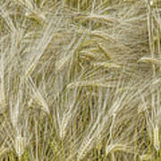 Ripe Ears Of Emmer Wheat In A Field Art Print