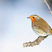 Robin Erithacus Rubecula Art Print