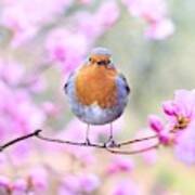 Robin On Pink Flowers Art Print