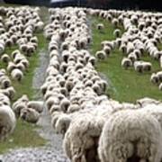Romney Sheep Mob Trailing To Yards Art Print