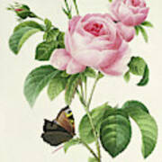 Rosa Centifolia Vintage Botanical Print By Redoute Art Print
