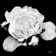 Rose Black And White Art Print