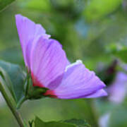 Rose Of Sharon Peace Art Print