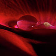 Rose Petal Droplet Art Print