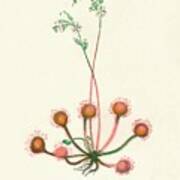 Round-leaved Sundew, C1891, 1891 Art Print