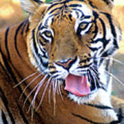 Royal Bengal Tiger Art Print
