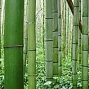 Sagano Bamboo Forest Art Print