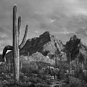 Saguaro Cacti, Ajo Mountains Art Print