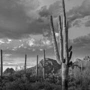 Saguaro Cactus, Arizona Art Print