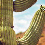 Saguaro Cactus In The Desert Housing A Bird Art Print