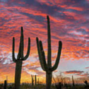 Saguaro Sunset Art Print