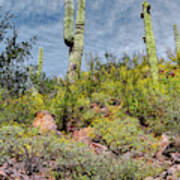 Saguaros Amid The Bloom Art Print