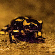 Salamander 1 Art Print