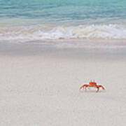 Sally Lightfoot Crab, Galapagos Islands Art Print