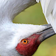 Sam Sandhill Crane Art Print