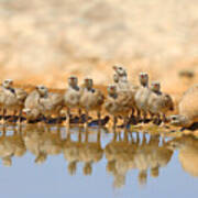 Sand-partridge Family2 Art Print