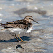 Sandpiper At Tidal Pool Art Print