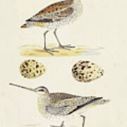 Sandpipers & Eggs Iii Art Print