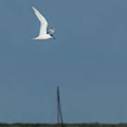 Sandwich Tern Art Print