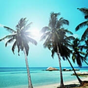 Sandy Beach With Palm Trees And Small Art Print