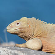 Santa Fe Land Iguana Art Print