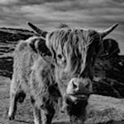 Saying Hello To A Highland Cow At Baslow Edge Black And White Art Print