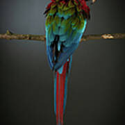 Scarlet Macaw On A Perch Art Print