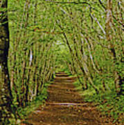 Scotland. Killiecrankie. Path Through The Trees. Art Print