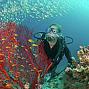 Scuba Diver Admires Fish And Red Fan Art Print
