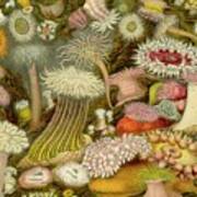 Sea Anemone Panorama Art Print