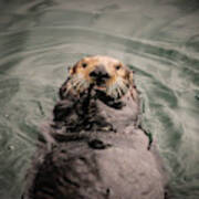 Sea Otter Monterey Bay Ii Art Print