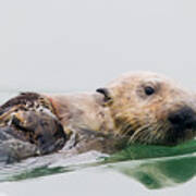 Sea Otter Swimming In Elkhorn Slough Art Print