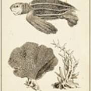 Sea Turtle Study Ii Art Print