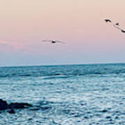 Seabirds Feeding At Sunset In Captiva Island Florida Off The Jetty Art Print