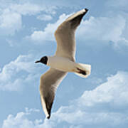Seagull Flies Alone Under Blue Sky And Art Print